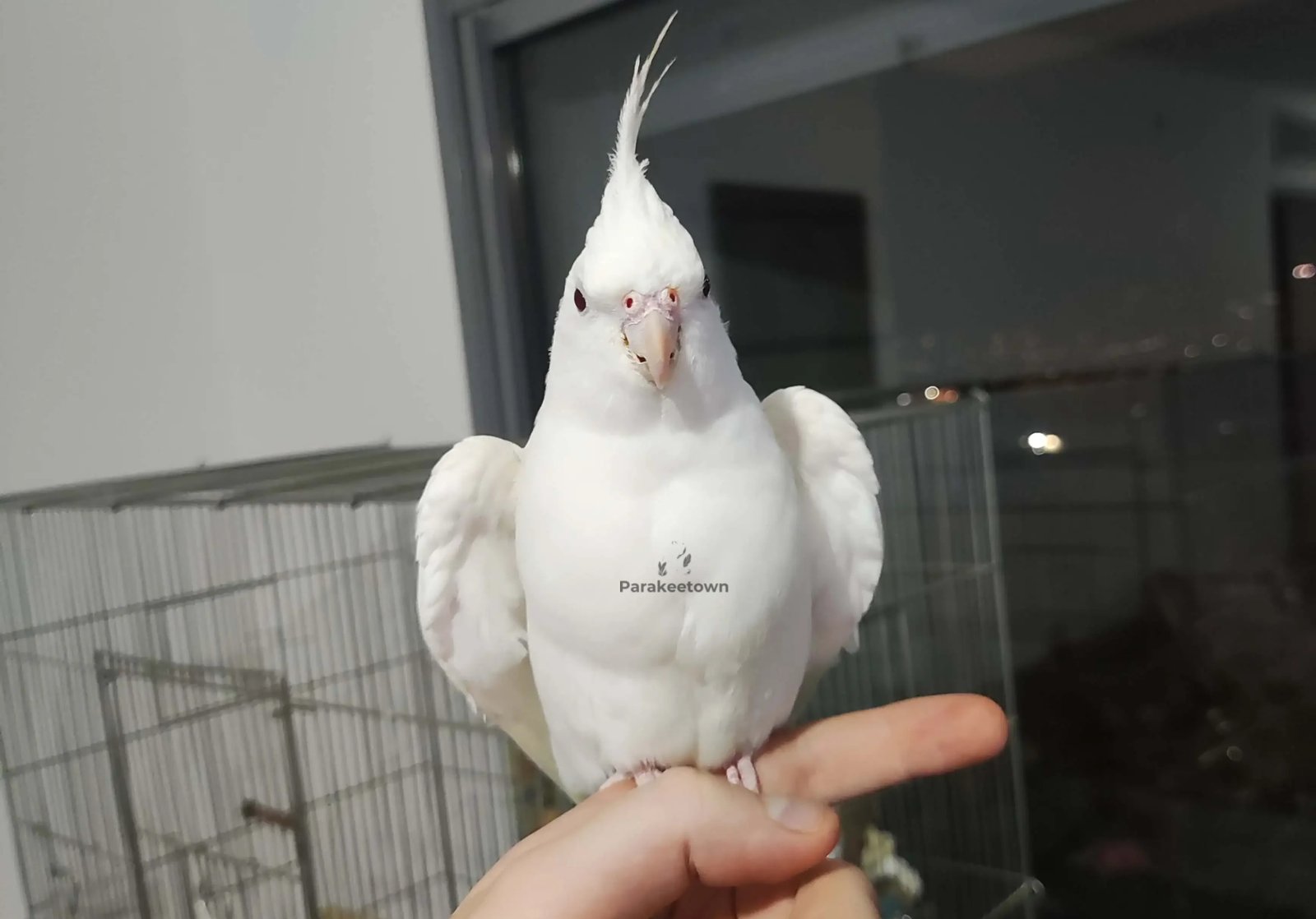 A white cockatiel slightly spreading wings and standing on a finger