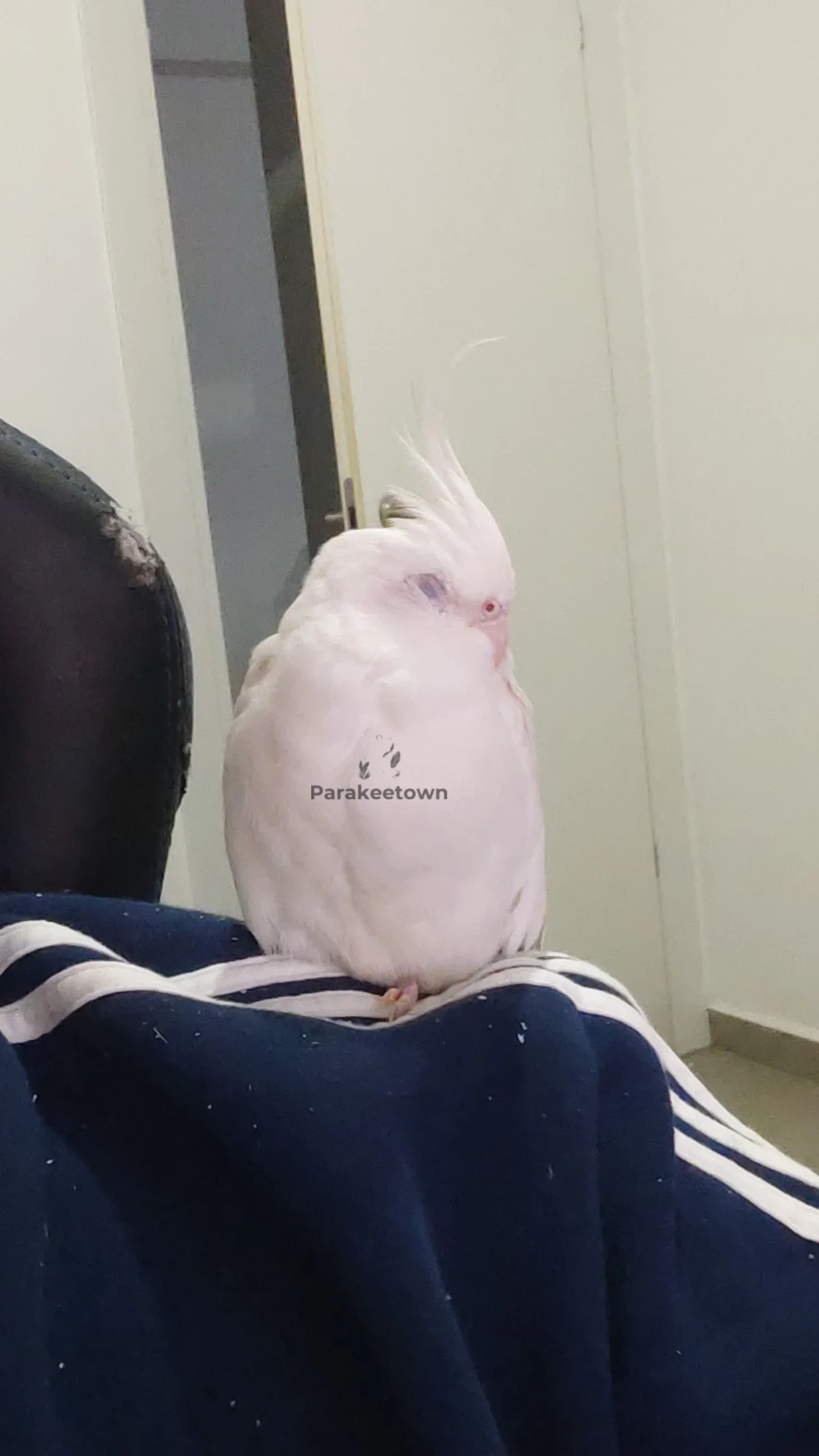 White cockatiel, sleeping and sitting on a shoulder